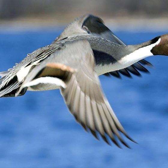 Six Old Duck Hunting Tips That Still Work