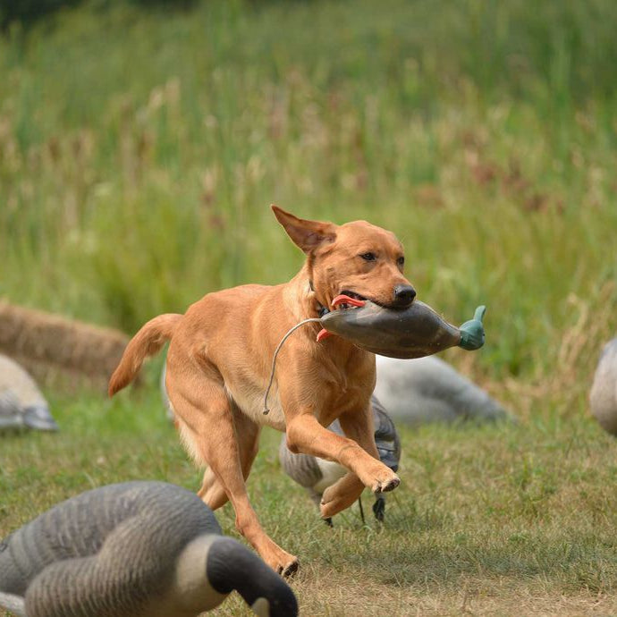 Consider Your Training Capabilities Before Buying a Gun Dog