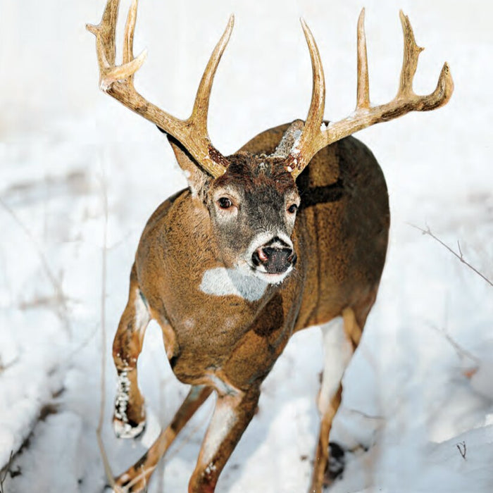 Tips and Tactics: How to Hunt Whitetail Deer