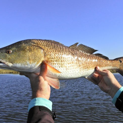 Fishing For Redfish…Winter Tactics