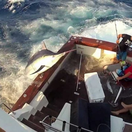 600 Pound Marlin Jumps In Boat!