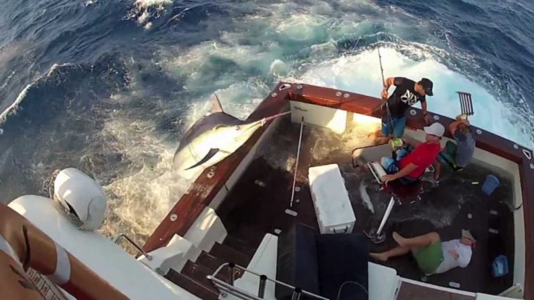 600 Pound Marlin Jumps In Boat!