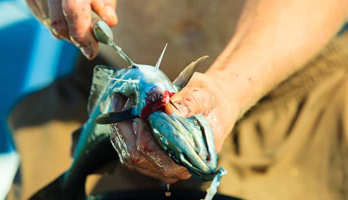 Getting Rid of the Fish Odor On Your Hands