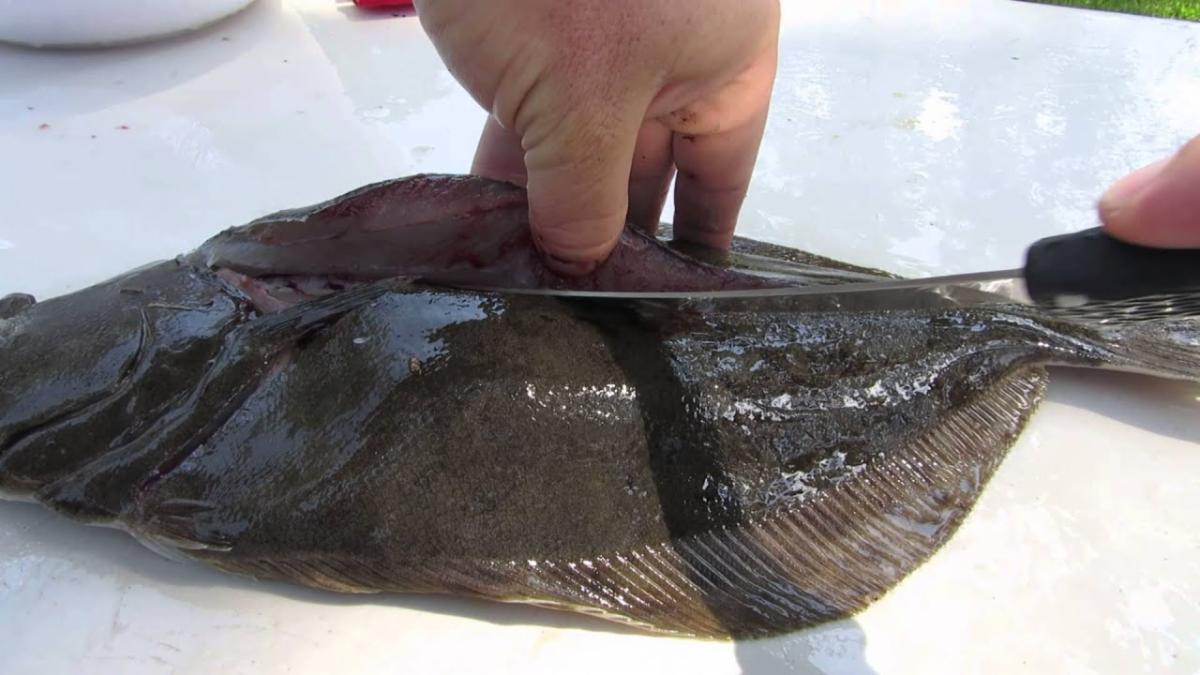 Fast and Easy Steps To Cleaning a Flounder