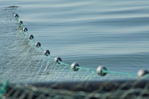 Marine Fisheries Commission Wants More Input on Modifying Small Mesh Gill Net Rules