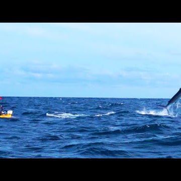 500-Pound Marlin Tows Kayak Fisherman 15 Miles Out to Sea