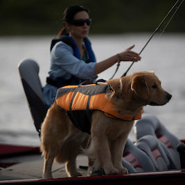Tips for Taking Your Dog Boating