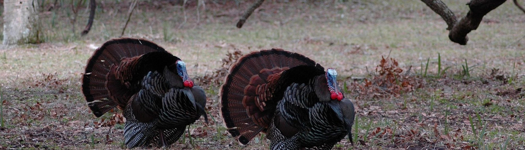 turkey hunting in NC