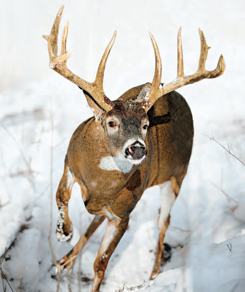 Tips and Tactics: How to Hunt Whitetail Deer